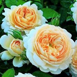 Роза Д. Остина 'Крокус Роуз' / Crocus Rose, D. Austin